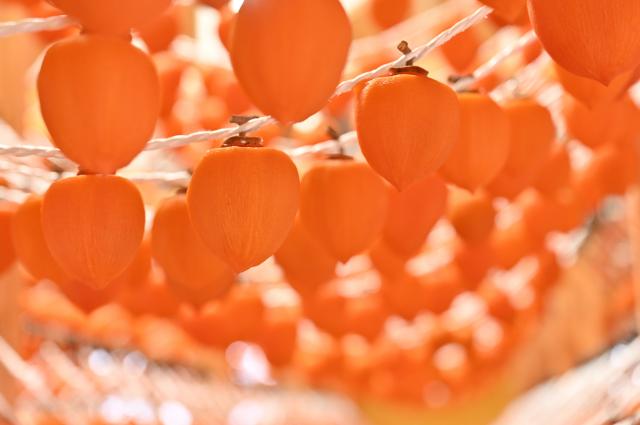 発祥100周年！「伊達市のあんぽ柿」中はとろっと、鮮やかな果肉…おいしさの秘密、こだわり製法を伊達市長が解説