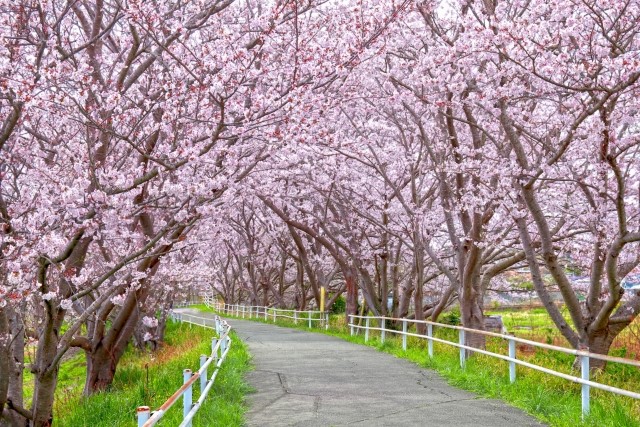 親が「桜の木」を購入、桜の下で告白され…あなたが“桜”を見るたび思い出す出来事