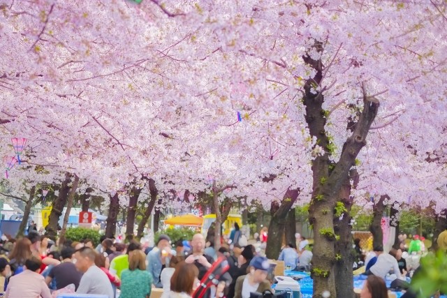 今年の「お花見」飲食する？ しない？ “お花見宴会”4年ぶりに解禁！ アンケート結果発表