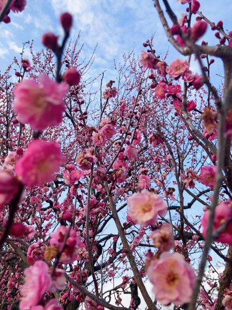 4年ぶりの通常開催！ ライトアップや1,000発の花火も！「水戸の梅まつり」の見どころを紹介