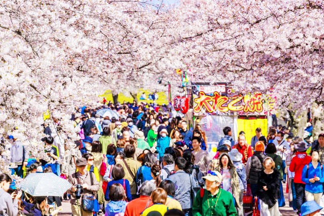 「お花見の予定」ありますか？ 飲食を伴う宴会“4年ぶり”解禁！ アンケート結果発表